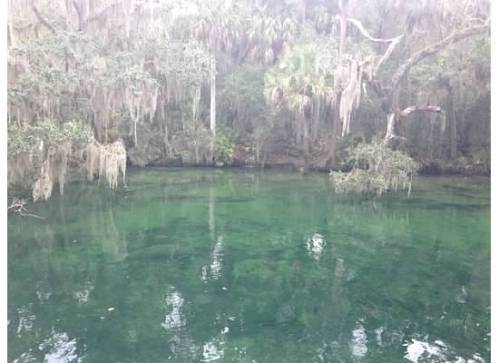 It's the largest spring along the St. John river.  The manatees are there during the winter months.
