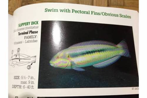 When I wasn't at the shop, I would be brushing up on my fish id skills or preparing for my PADI exam.